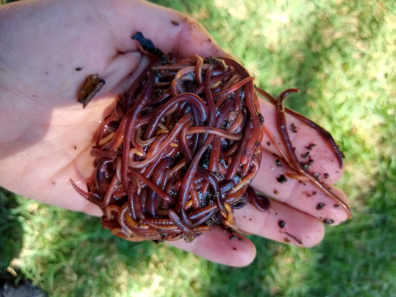 400 Lombrices Rojas Californianas Para/compost Mendoza