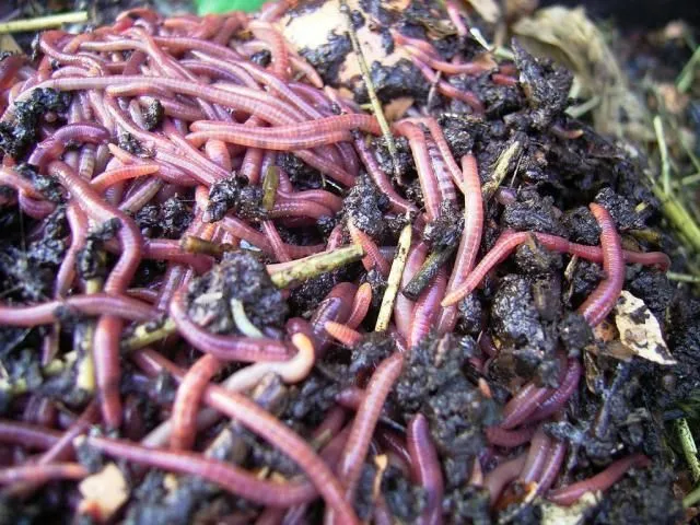 200 Lombrices Rojas Californianas Para/compost Mendoza